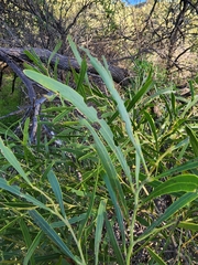 Acacia rostellifera