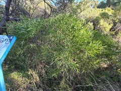 Acacia rostellifera