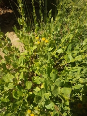 Senecio doriiformis