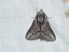 Symphyta oxygramma