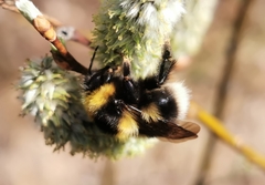 Bombus jonellus
