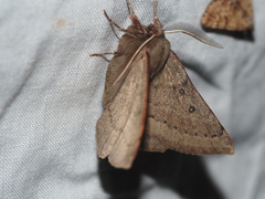 Anthela rubeola