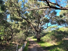 Eucalyptus gomphocephala
