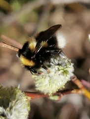 Bombus jonellus
