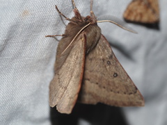 Anthela rubeola