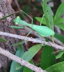 Miomantis caffra