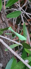 Miomantis caffra