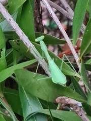 Miomantis caffra