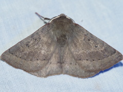 Anthela rubeola