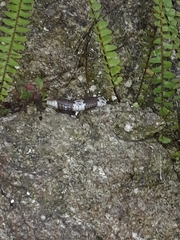 Lycodon fasciatus