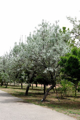 Elaeagnus angustifolia