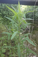 Sonchus palustris