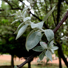 Elaeagnus angustifolia