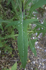 Sonchus palustris