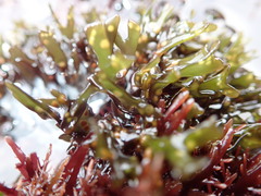 Mazzaella affinis