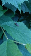 Cantharis fusca