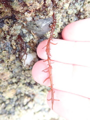 Cumagloia andersonii