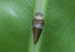 Eoscarta