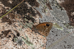 Stygionympha wichgrafi