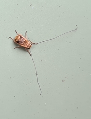 Exillis