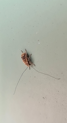 Exillis