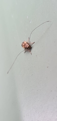 Exillis