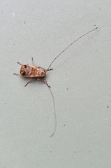 Exillis