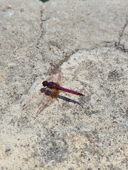 Trithemis