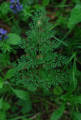 Selinum carvifolia
