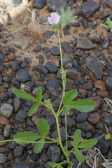 Hibiscus brachysiphonius