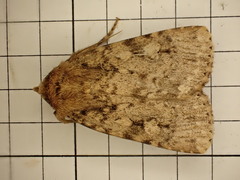 Amphipyra effusa