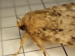 Amphipyra effusa