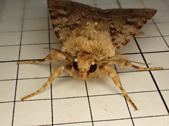 Amphipyra effusa