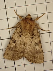 Amphipyra effusa