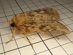Amphipyra effusa
