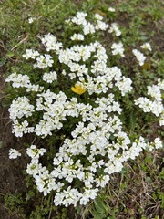 Arabis caucasica