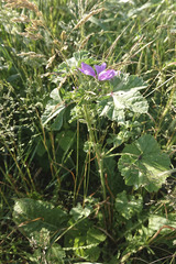 Malva sylvestris sylvestris