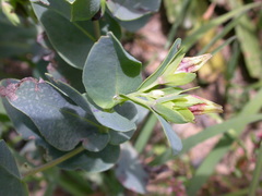 Cerinthe minor auriculata