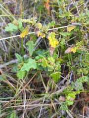 Thomasia triphylla