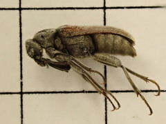 Ptilophorus dufouri
