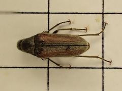 Ptilophorus dufouri