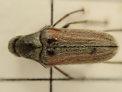 Ptilophorus dufouri