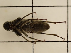 Ptilophorus dufouri