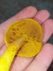 Cortinarius canarius