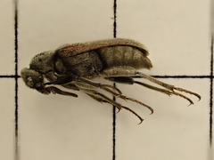 Ptilophorus dufouri
