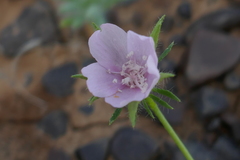 Hibiscus brachysiphonius