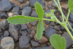 Hibiscus brachysiphonius