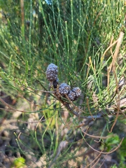 Allocasuarina fraseriana