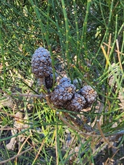 Allocasuarina fraseriana