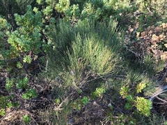 Allocasuarina fraseriana